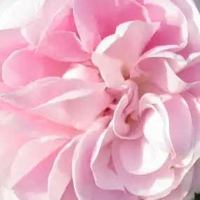 Trandafir cu parfum intens - Trandafiri - Général Kléber - 